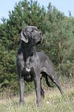 DOGUE ALLEMAND 004